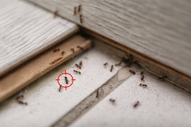 Best Pest Inspection Near Me  in Southport, NC